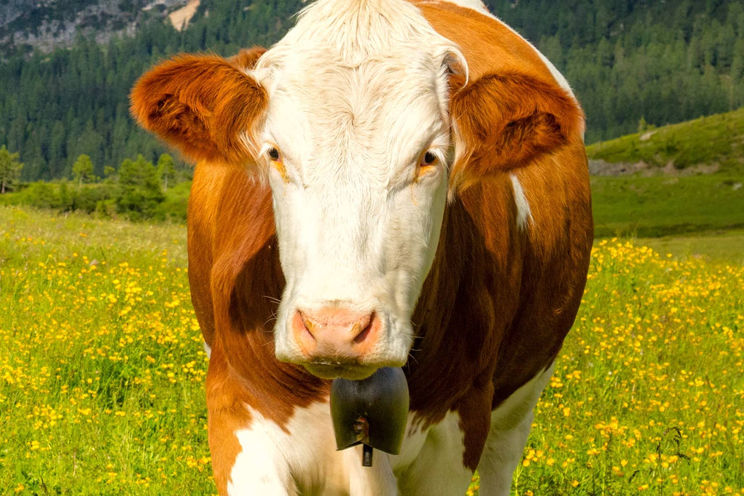 Eine Kuh auf der grünen Weide.