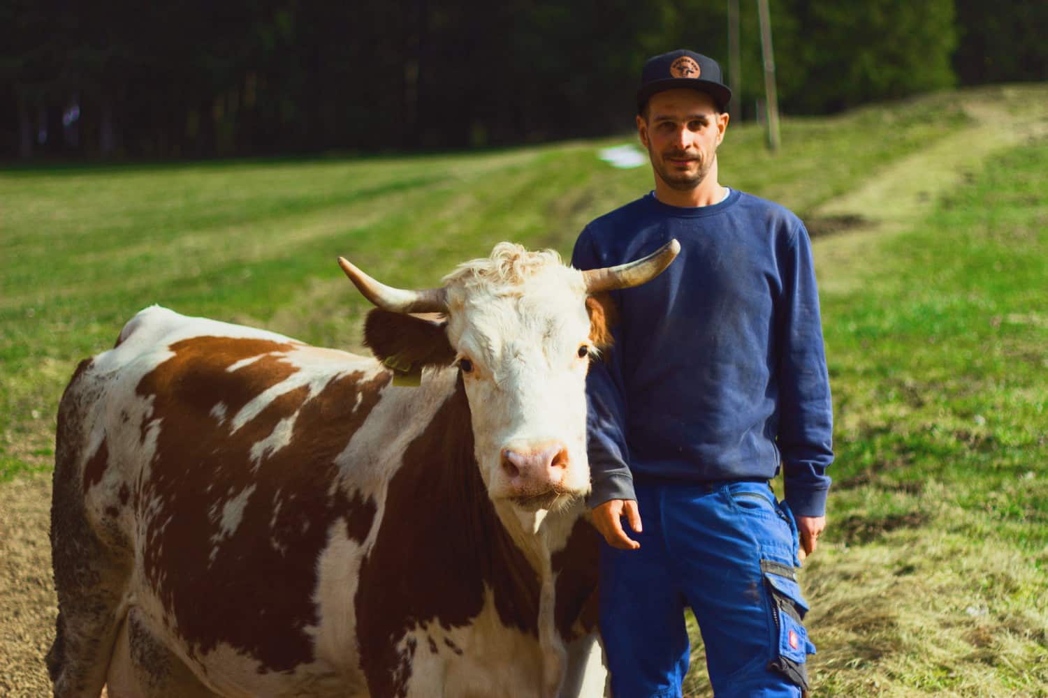 Daniel Kaltenbach mit Kuh auf der Weide.