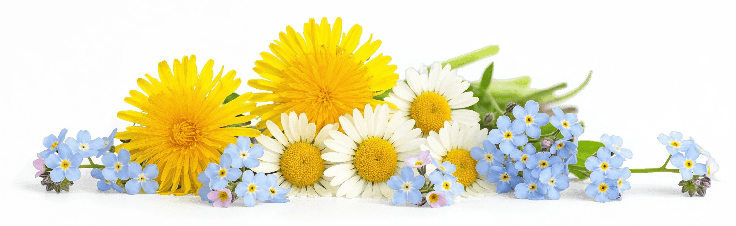 Gepflückte Wiesenblumen, wie der Löwenzahn, Margarieten oder Vergiss
